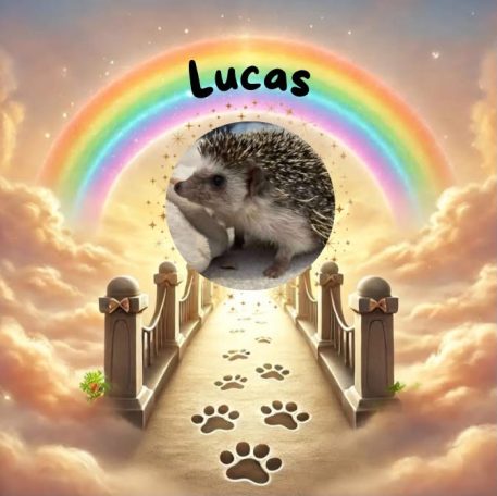 Lucas - permanent foster