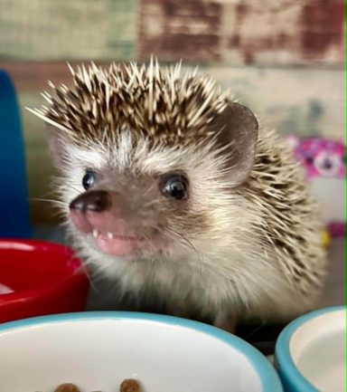 ALBIE