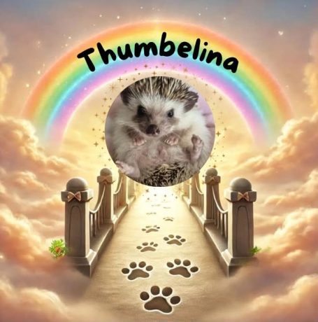 Thumbelina - permanent foster
