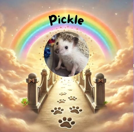 Pickle - permanent foster