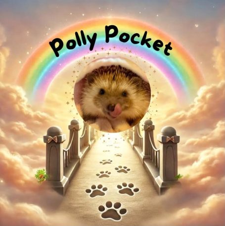 Polly Pocket- permanent foster
